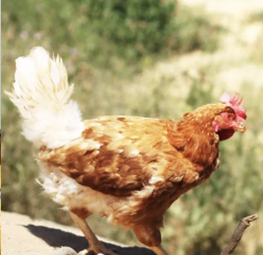 Gallina de pagès a l’aire lliure