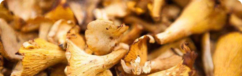 Fotografia de Josefina Milán Coma Pasta seca i bolets deshidratats