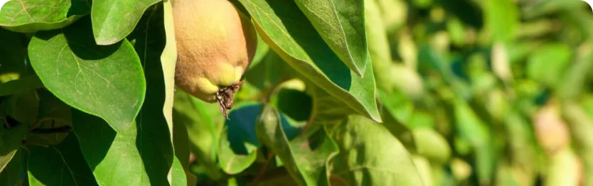Fotografia de Fruita d’Or